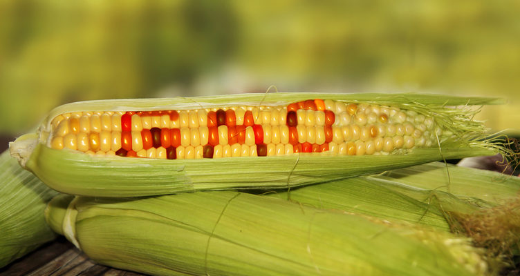 GMO CROPS