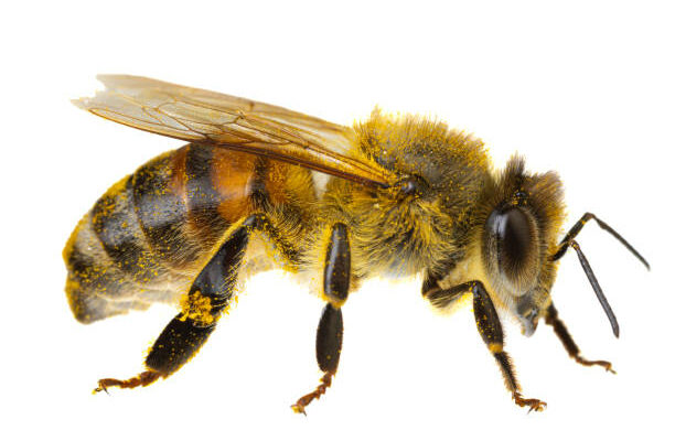 Bees from istock