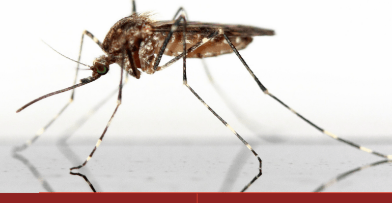 The Spread of Dengue in Mali